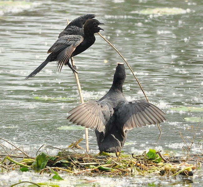 Avifauna humor